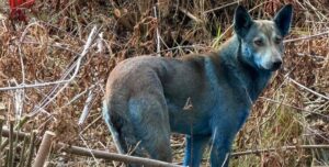 Что стало причиной появления синих собак в Чернобыле: почему шерсть животных изменила цвет»>