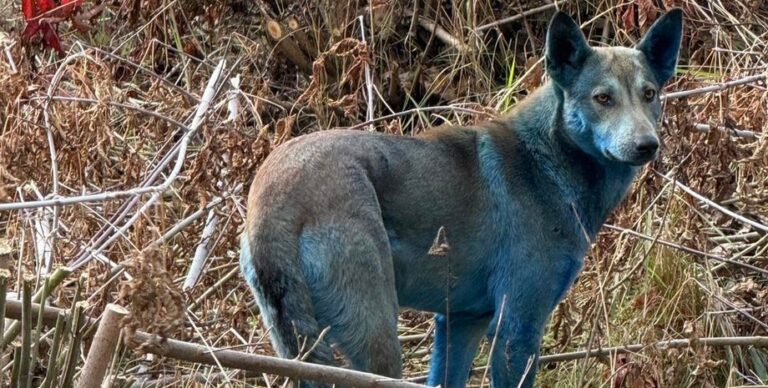 Что стало причиной появления синих собак в Чернобыле: почему шерсть животных изменила цвет»>