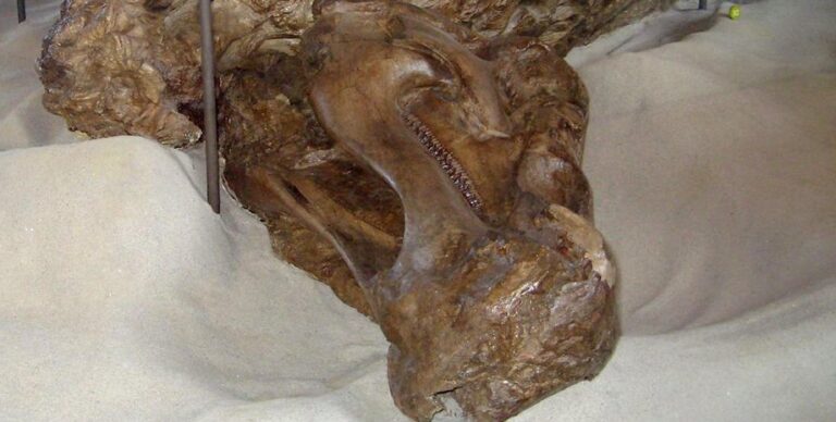 Найдена самая странная мумия в мире: ученые впервые обнаружили копыта у рептилий»>