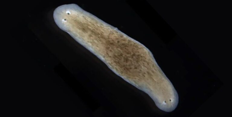 Не похоже ни на что иное: редкое существо производит потомство, перевернутое вверх тормашками»>