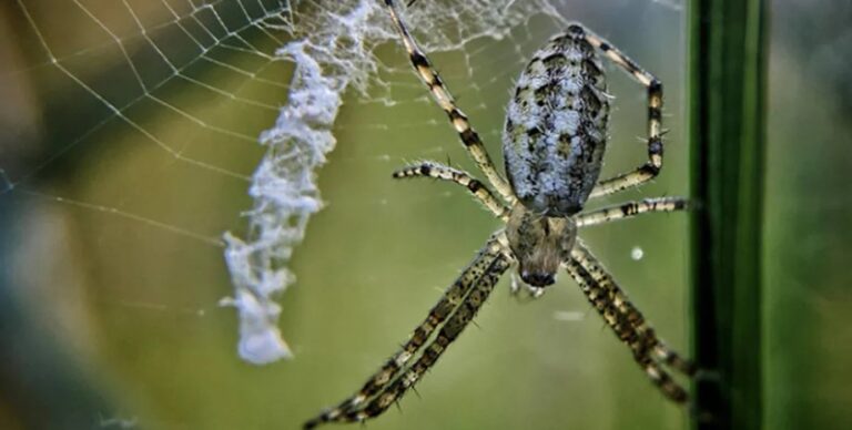 Разгадана тайна странных зигзагов в паучьих сетях: какую важную функцию они выполняют»>