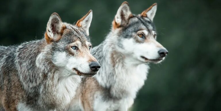 Дикие волки научились использовать орудия труда: найдены первые в мире доказательства (видео)»>
