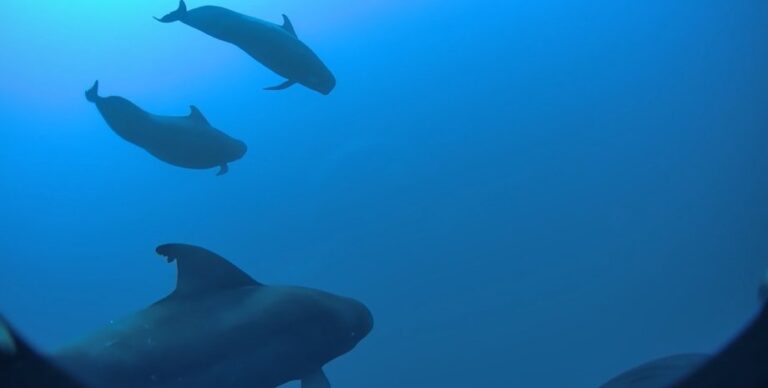 До 88 000 тонн кальмаров в год: какое существо в океане способно истребить такое количество жизни»>