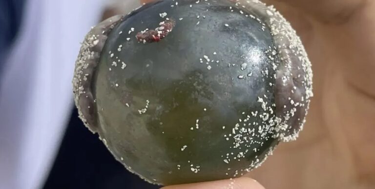 «Глазные яблоки моряков» свободно плавают в море: появились вовсе не в результате травм»>