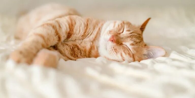 Кошки обвели вокруг пальца историков: их появление в Европе совпало с эпохой Римской империи»>