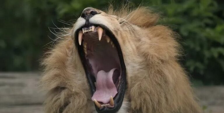 Львы умеют издавать два типа устрашающего рыка: новое открытие ученых (видео)»>