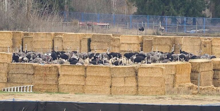 Массовый расстрел «здоровых» страусов вызвал волну возмущения: погибли сотни птиц»>