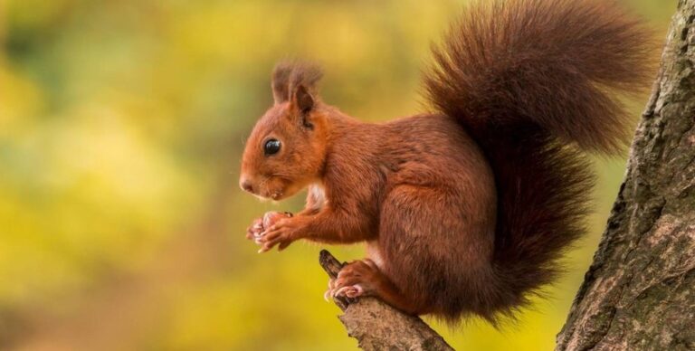 Мастера поиска тайников: как белки на самом деле находят свои зарытые запасы орехов (видео)»>