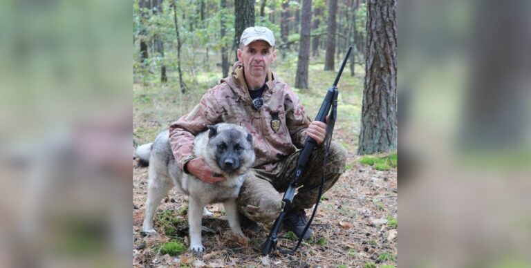 На Черниговщине разводят собак викингов: норвежские элькхунды возрождают древнюю охотничью традицию»>