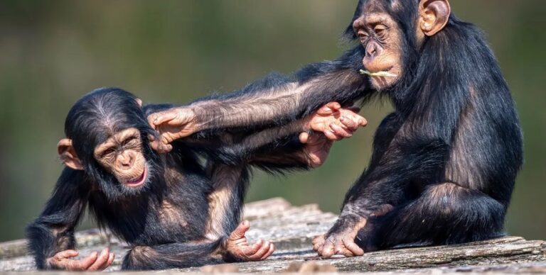 На это способны даже шимпанзе: обезьяны готовы менять убеждения при наличии неоспоримых фактов»>