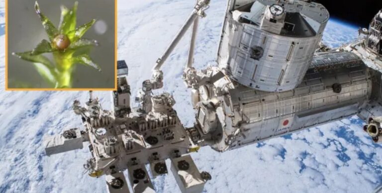 На внешнюю поверхность МКС на 9 месяцев поместили мох: результат удивил ученых»>