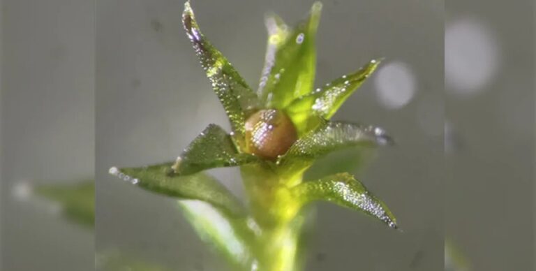 Неожиданный долгожитель планеты: 9 месяцев выживали в космосе, а затем успешно размножились на Земле»>