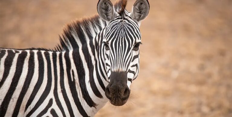 Никто не ездит верхом на зебрах: почему животные не рассматриваются в качестве средства передвижения»>