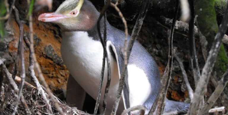 Один из самых редких пингвинов в мире удивил ученых: это позволит спасти вымирающих птиц»>