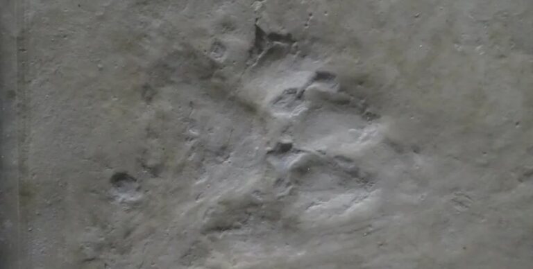 Один вид смог пережить извержение супервулкана Йеллоустон 12 млн лет назад (фото)»>