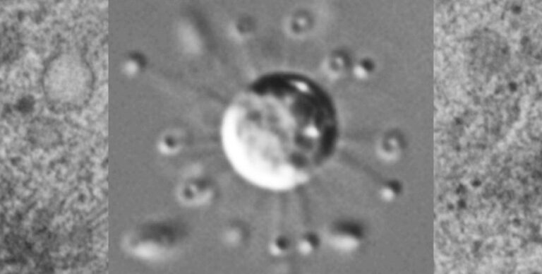 Особенный день для биологии: на древе жизни обнаружена совершенно новая ветвь»>