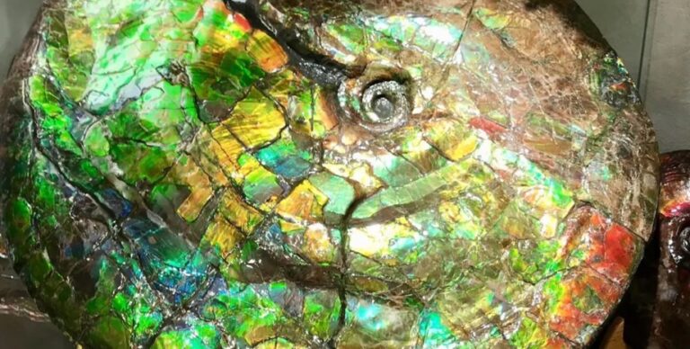 Перламутровые «драгоценные камушки»: что делает аммолиты такими яркими»>