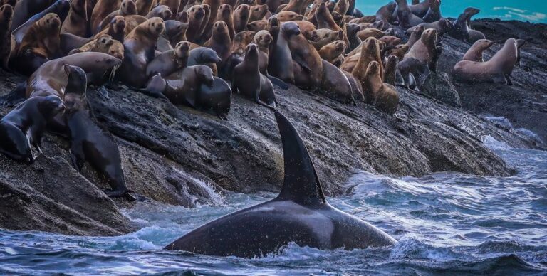 Плотоядные косатки удивили ученых: десятилетиями ученые считали их одной группой»>