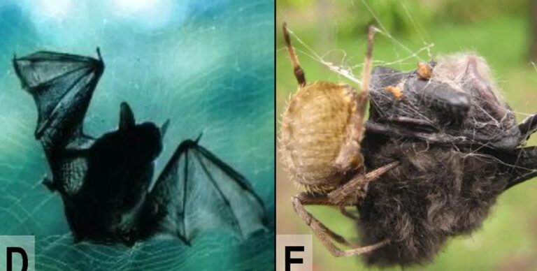 Почти на всех континентах Земли пауки ловят и поедают летучих мышей: исключение — Антарктида (видео)»>