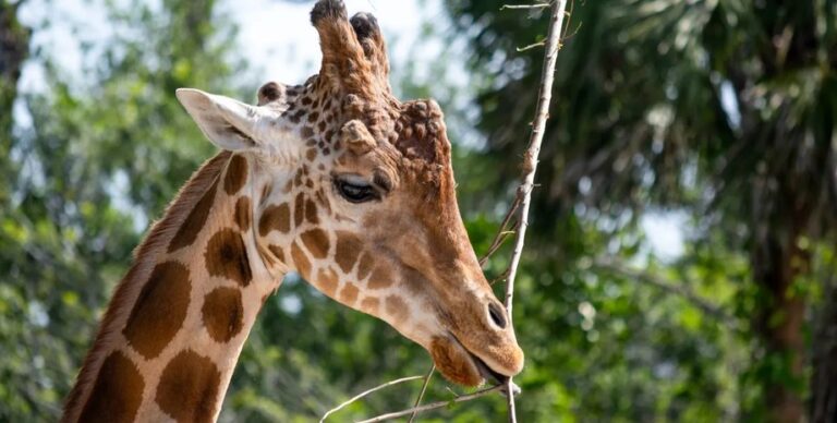 Попытки людей спасти жирафов обречены на провал: большинство из них оказались гибридами»>