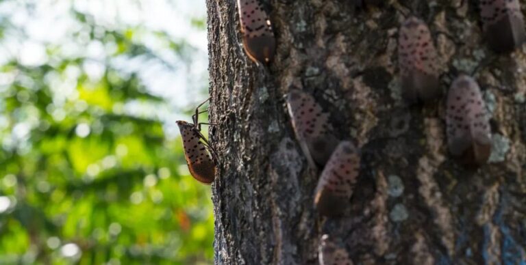 Райское дерево сеет хаос в США: ученые пытаются совладать с «двойным нашествием» захватчиков»>