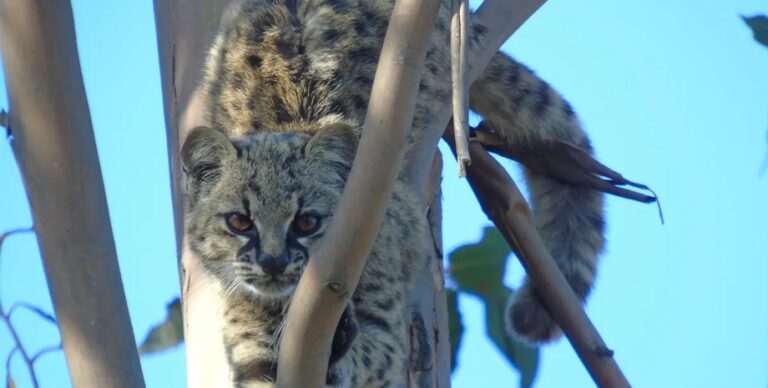 Самая крохотная кошка с «кисточкой» на хвосте оказалась застенчивой: их голос записали лишь недавно»>