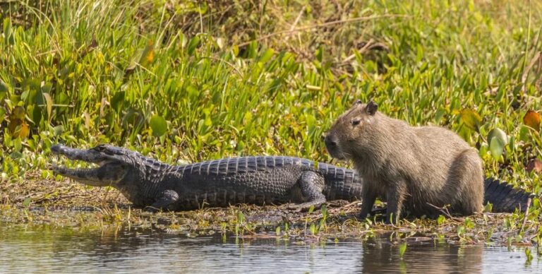 Самые дружелюбные животные в мире: почему крокодилы не нападают на капибар (видео)»>