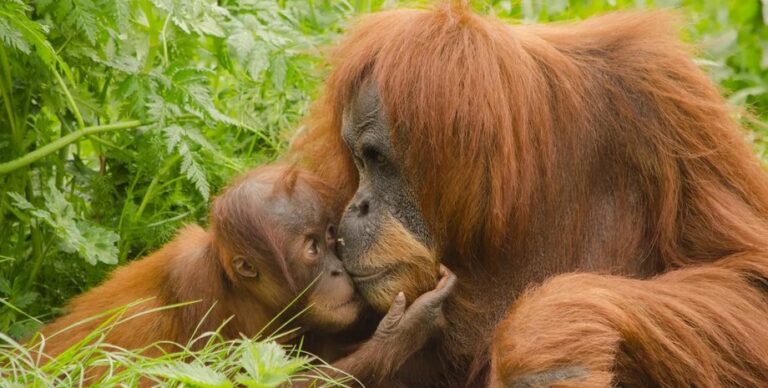 Самый первый поцелуй на Земле произошел 21 млн лет назад: чьи губы впервые сомкнулись»>