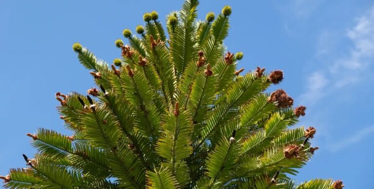 Сбой в системе: найден один аромат, который делает людей счастливыми»>