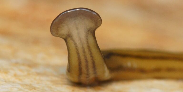 США атакует токсичный червь: обезглавливание лишь позволяет ему размножаться быстрее»>