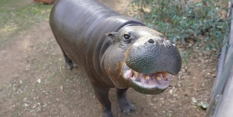 Старейший в мире карликовый бегемот отмечает день рождения: почти вдвое старше сородичей»>