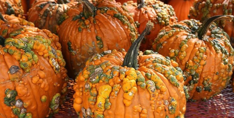 Тыквы, кабачки и цуккини скрывают токсичный секрет: что с ними не так»>