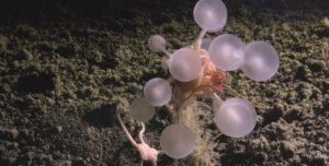 В Южном океане обнаружен «шар смерти»: хищный организм скрывался на глубине 3601 м (видео)»>