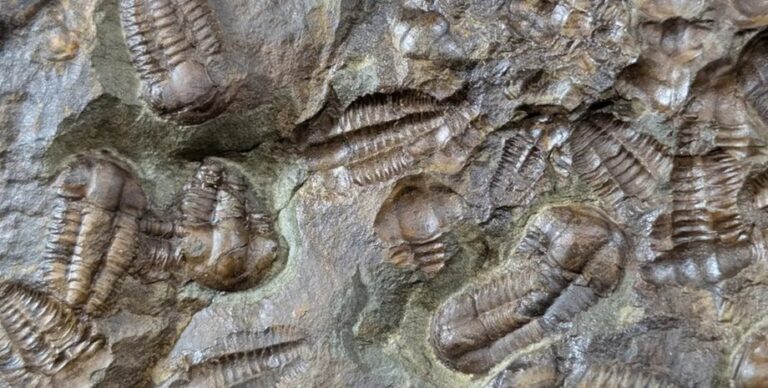 В кембрийский период что-то случилось с жизнью на Земле: ученые до сих пор не знают, что это было»>