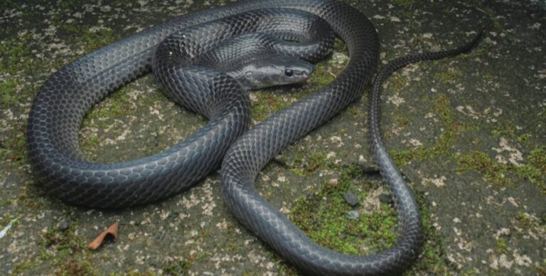 В одном из самых уникальных мест на Земле найден новый вид «волков»: до 100 см в длину (фото)»>