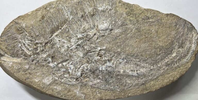 В окаменелой рвоте нашли вымерший вид: ученые думали, что это рыба, но сильно ошибались»>