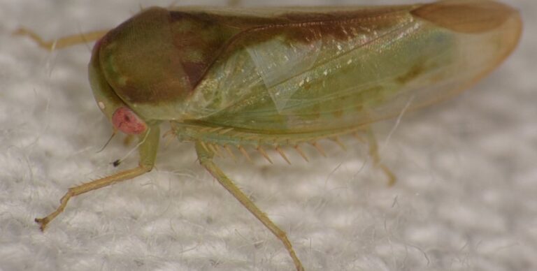 В тропических лесах найдено очень странное существо: похоже на лягушку, но не лягушка»>