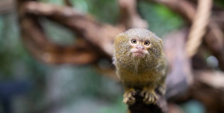 Весом не более 150 граммов: ученые назвали самую крохотную обезьяну в мире»>