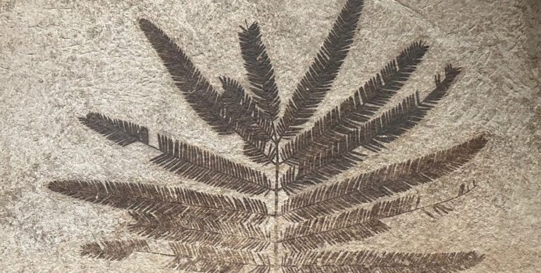 За утреннюю чашку кофе мы должны благодарить динозавров: их вымирание не пропало даром»>