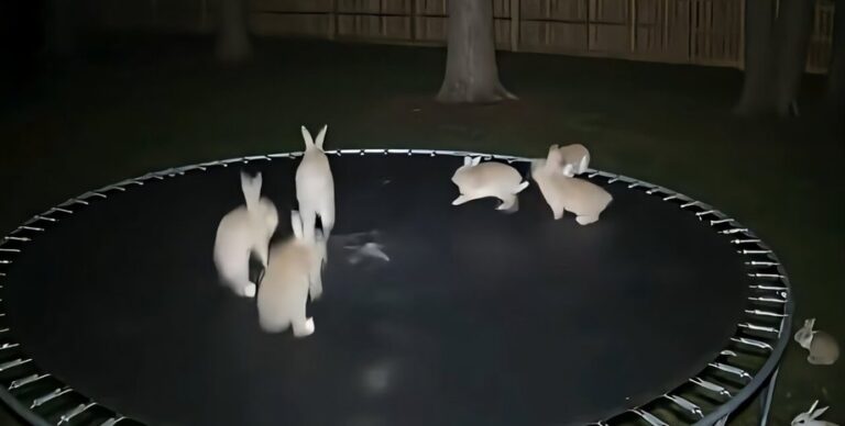 Зайцы прыгают на батуте, а кот прогоняет леопарда: ученые говорят, что такие ИИ-ролики опасны (видео)»>