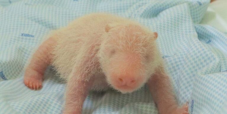 Единственный в своем роде: в Индонезии впервые родился детеныш большой панды (фото)»>