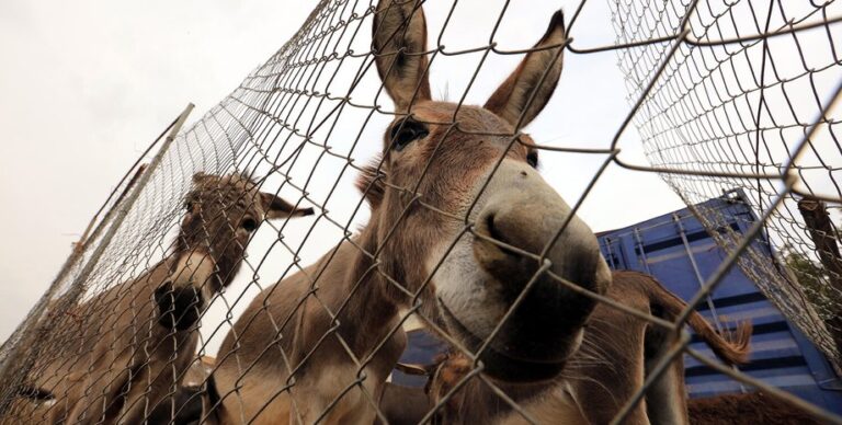Если дать ослу немного хлеба, коклюш излечится: ученые считают, в этом есть какой-то смысл»>