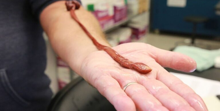 Гигантский ленточный червь оказался самым старым в мире: сколько лет рекордсмену (фото)»>