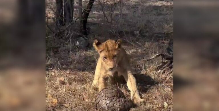 Крадущийся лев и хитрый панголин: ученые засняли забавный случай в дикой природе (видео)»>