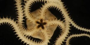 Нечто изрезало дно Тихого океана, уничтожив жизнь: названо то, что принесло разрушения»>