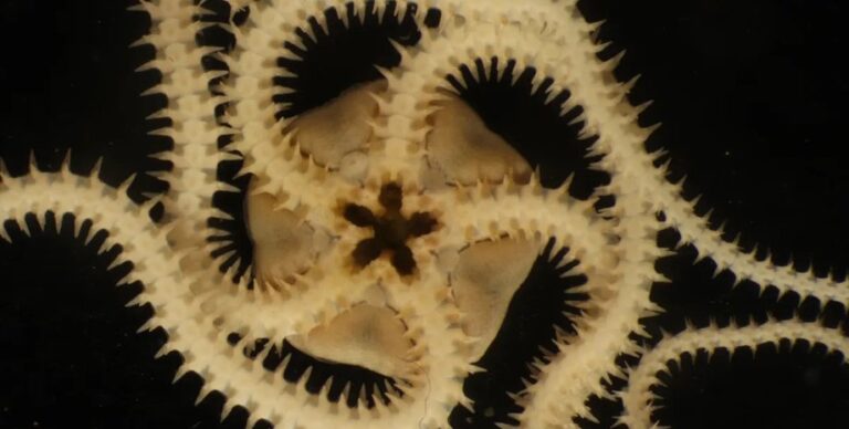 Нечто изрезало дно Тихого океана, уничтожив жизнь: названо то, что принесло разрушения»>