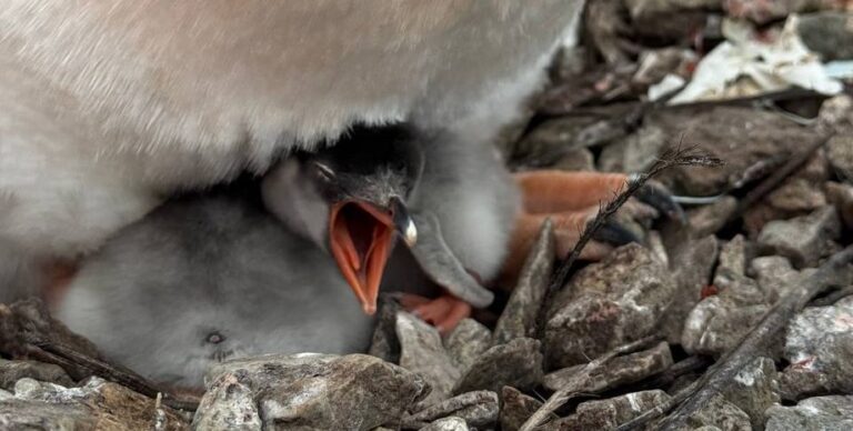 Первое пополнение вблизи станции Вернадского: полярники показали пингвинят (фото)»>