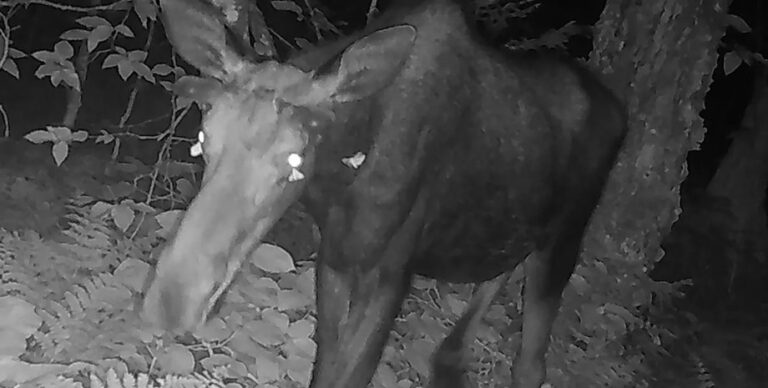 Редкое событие: впервые ученые записали на камеру, как мотыльки пьют слезы лося (видео)»>