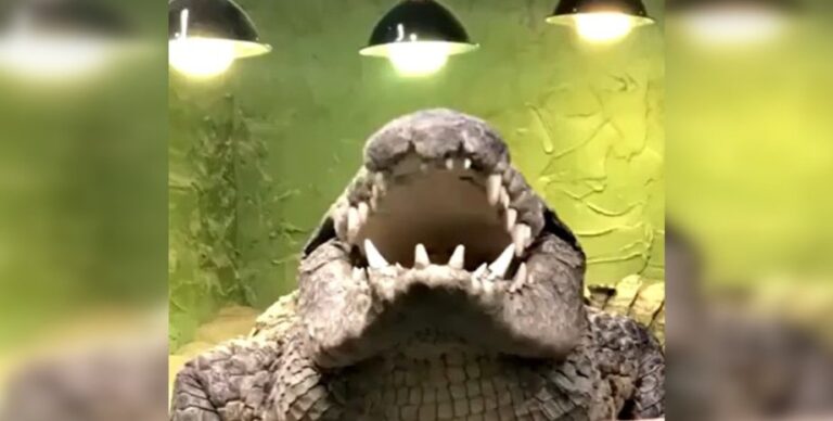 Рычат, шипят и кашляют: крокодилы изобрели свой язык, хотя это невозможно (видео)»>