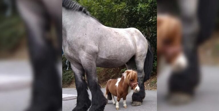 Самая миниатюрная лошадь в мире ниже годовалого ребенка: каков ее рост (видео)»>